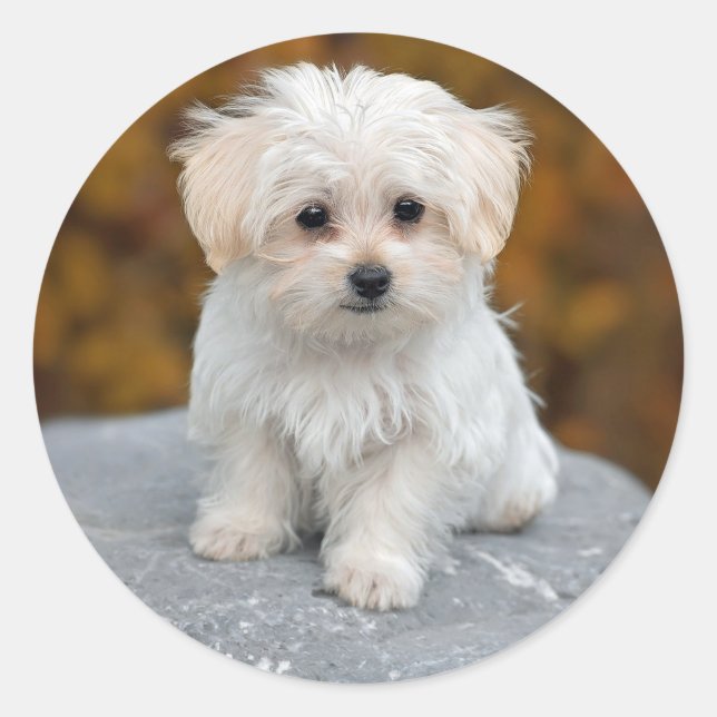 Maltese White Puppy Photo Classic Round Sticker (Front)