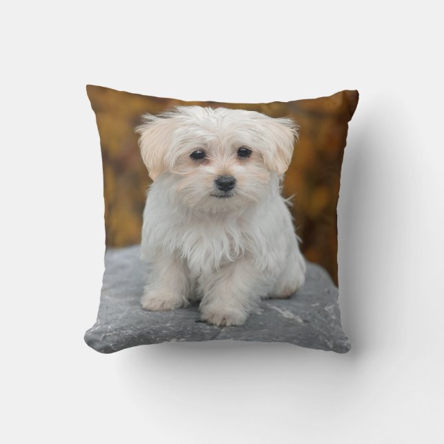 Maltese White Puppy Photo Cushion (Front)