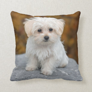 Maltese White Puppy Photo Cushion
