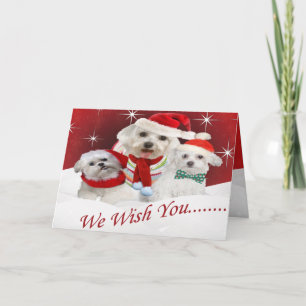 Maltese Wishes you Merry Christmas, Maltese Wis... Holiday Card