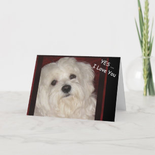 Maltese "Yes ...  I Love You"  Greeting Card
