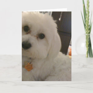 Maltipoo Card