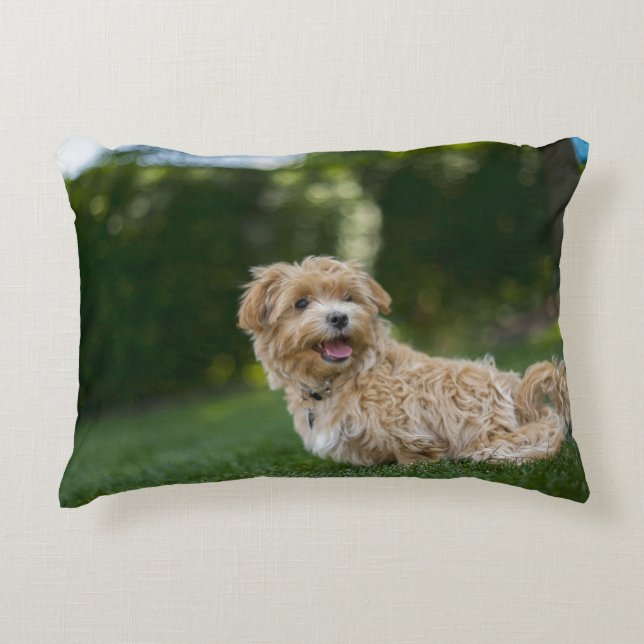 Maltipoo Decorative Cushion (Front)