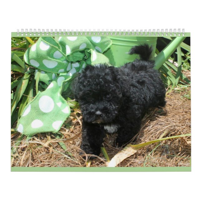 Maltipoo Maltese Puppy Calendar (Cover)