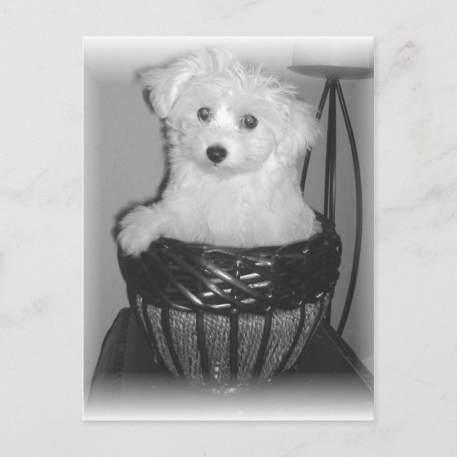 MaltiPoo Products Postcard (Front)