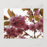 Malus Brandywine Crabapple Blossom