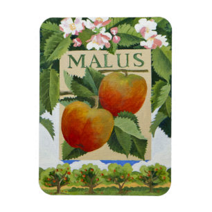 Malus Magnet