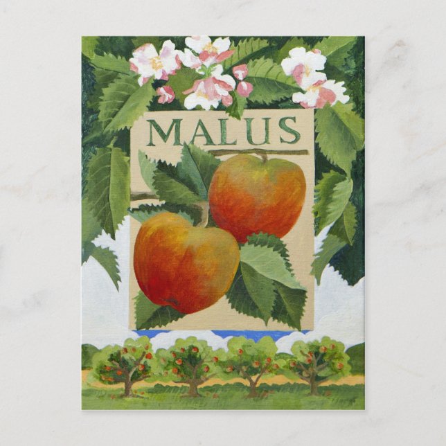 Malus Postcard (Front)