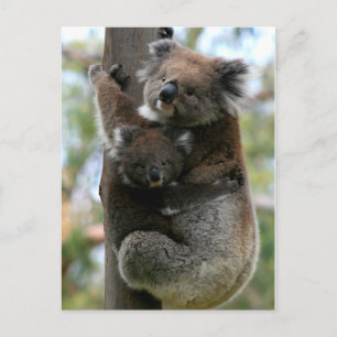 Mama and Baby Koala Postcard