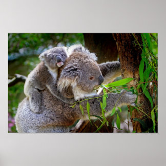 Mama and Baby Koalas Poster