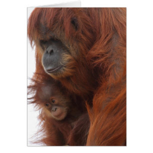 Mama and baby Orangutan
