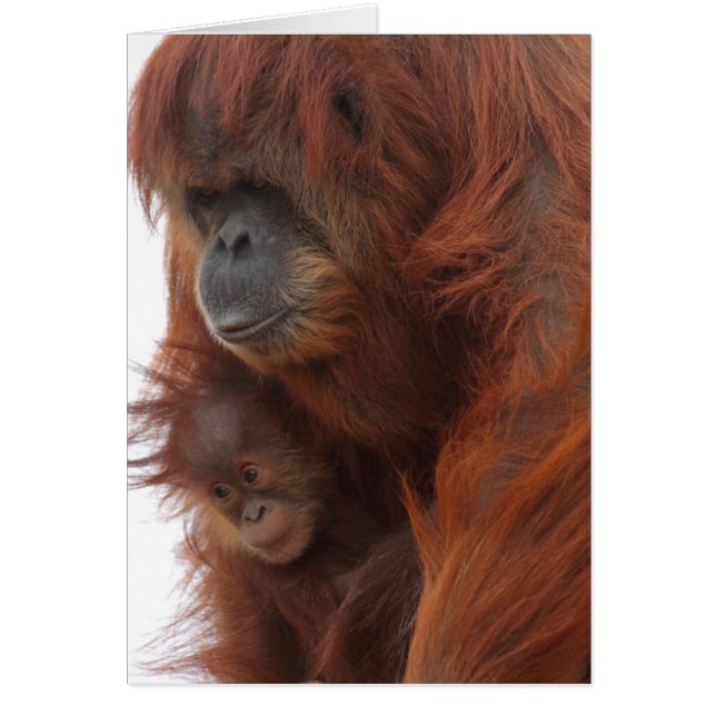 Mama and baby Orangutan (Front)