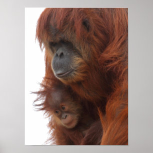 Mama and baby Orangutan Poster