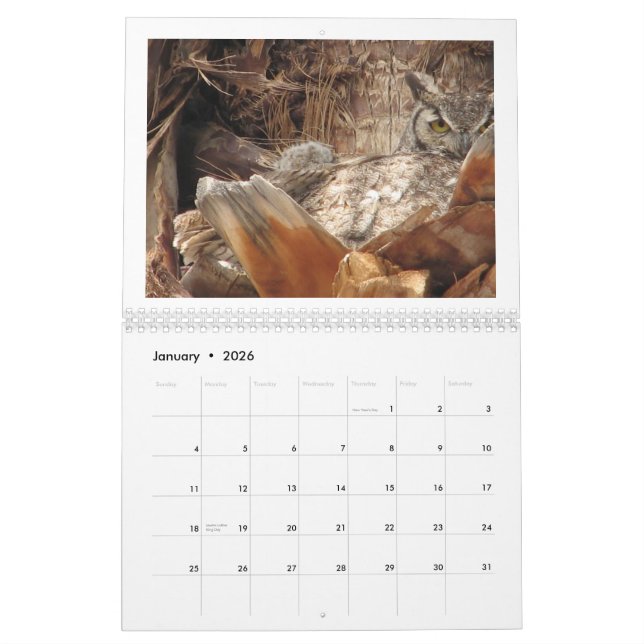 Mama And Baby Owls In A Palm Tree Calendar (Jan 2026)
