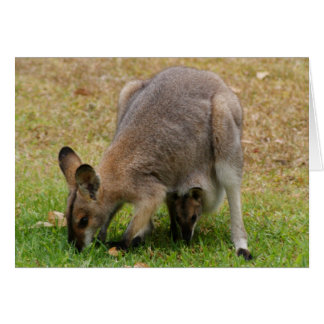 Mama and Baby Pretty Faced Wallaby
