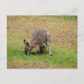 Mama and Baby Pretty Faced Wallaby Postcard