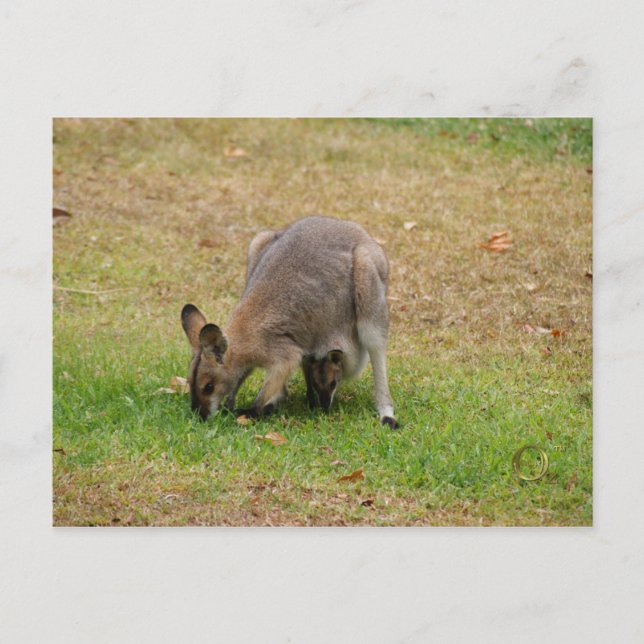 Mama and Baby Pretty Faced Wallaby Postcard (Front)