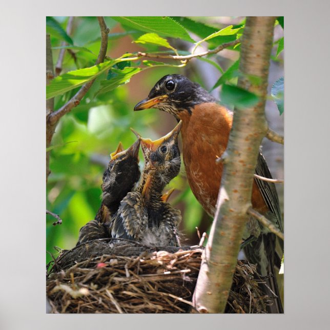 Mama and Baby Robins Poster (Front)