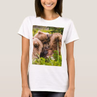 Mama bear nursing her two cubs, Lake Clark Nationa
