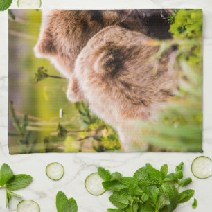 Mama bear nursing her two cubs, Lake Clark Nationa Tea Towel