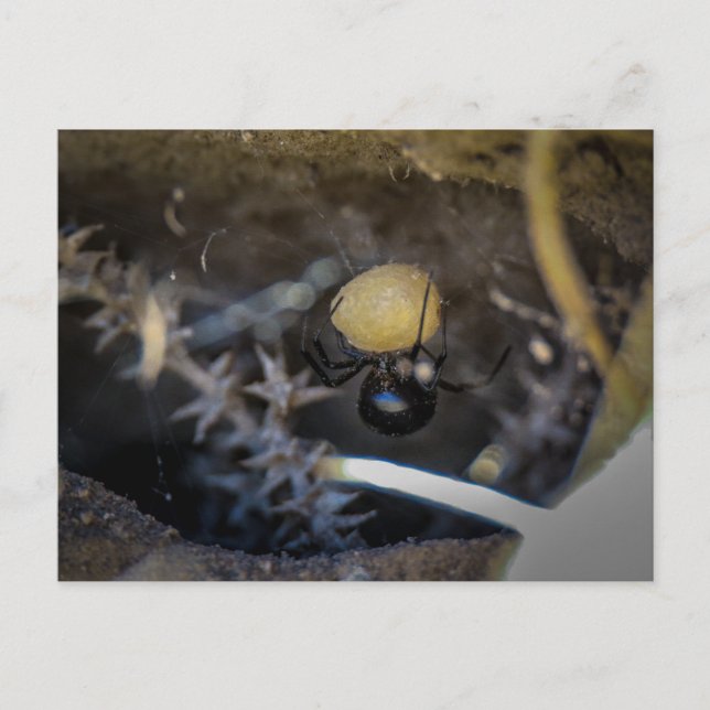 mama black postcard (Front)