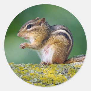 Mama Chipmunk Classic Round Sticker