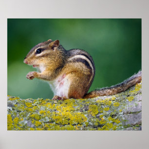 Mama Chipmunk Poster