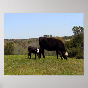 Mama Cow and Calf in Texas Pasture Poster
