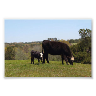 Mama Cow and Calf in Texas Photo Print