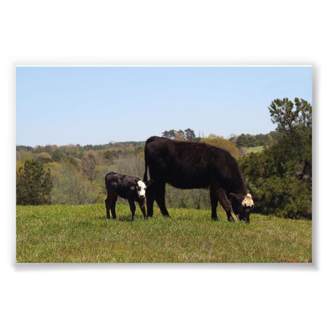 Mama Cow and Calf in Texas Photo Print (Front)