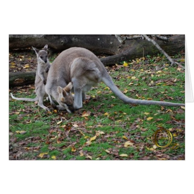 Mama Kangaroo and Joey (Front Horizontal)
