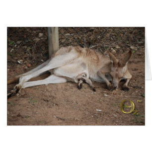 Mama Kangaroo with Joey in Pouch