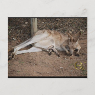 Mama Kangaroo with Joey in Pouch Postcard