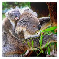 Mama Koala and Baby Joey in a Tree
