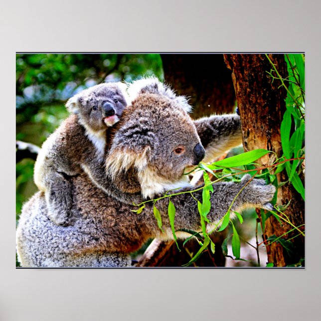 Mama Koala and Baby Joey in a Tree Poster (Front)
