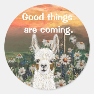 Mama Llama With Beautiful  Daisy Field Background Classic Round Sticker
