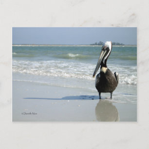 Mama Pelican Postcard