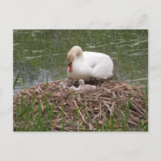 Mama Swan and Babies Postcard