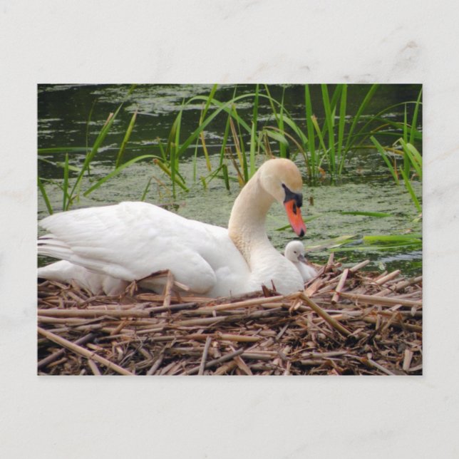 Mama Swan and Baby Postcard (Front)