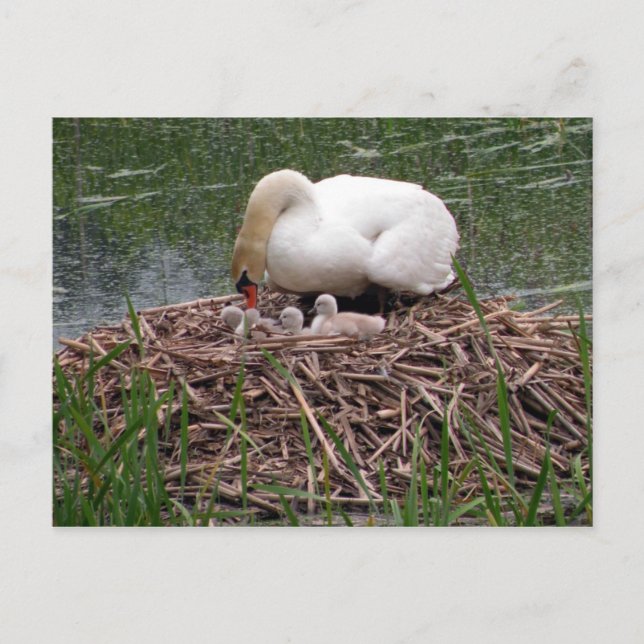 Mama Swan Tending to Cygnets Postcard (2) (Front)