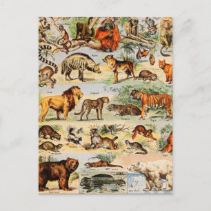 Mammal Kingdom Postcard