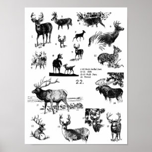MAMMALS POSTER