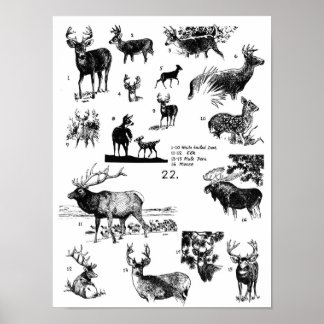 MAMMALS POSTER
