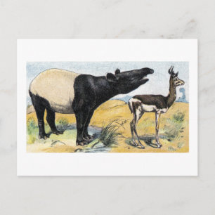 Mammals:  tapir & gazelle postcard