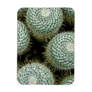 Mammillaria hahniana magnet