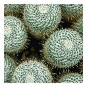 Mammillaria hahniana Throw Pillow Photo Print