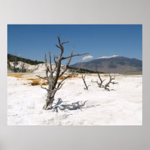 Mammoth Hot Springs Main Terrace Poster