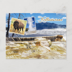 Mammoth Hot Springs, Yellowstone National Park Postcard