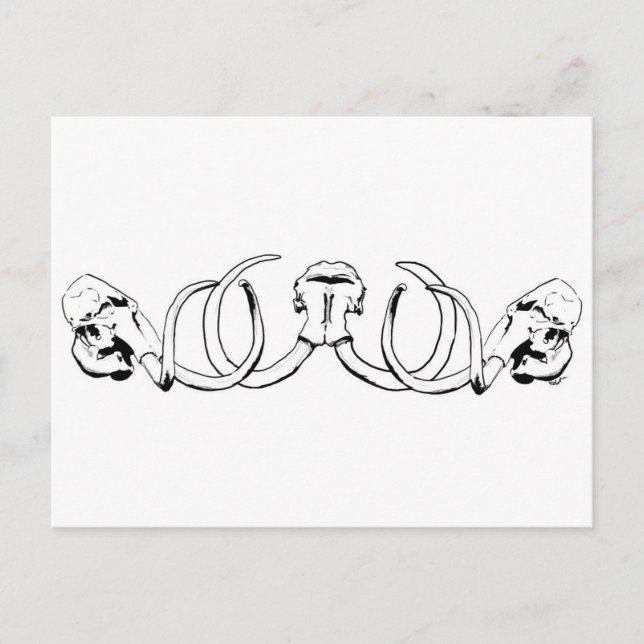 Mammoth Skull Postcard (Front)