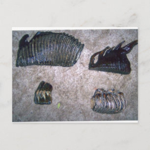 MAMMOTH TEETH (2) POSTCARD